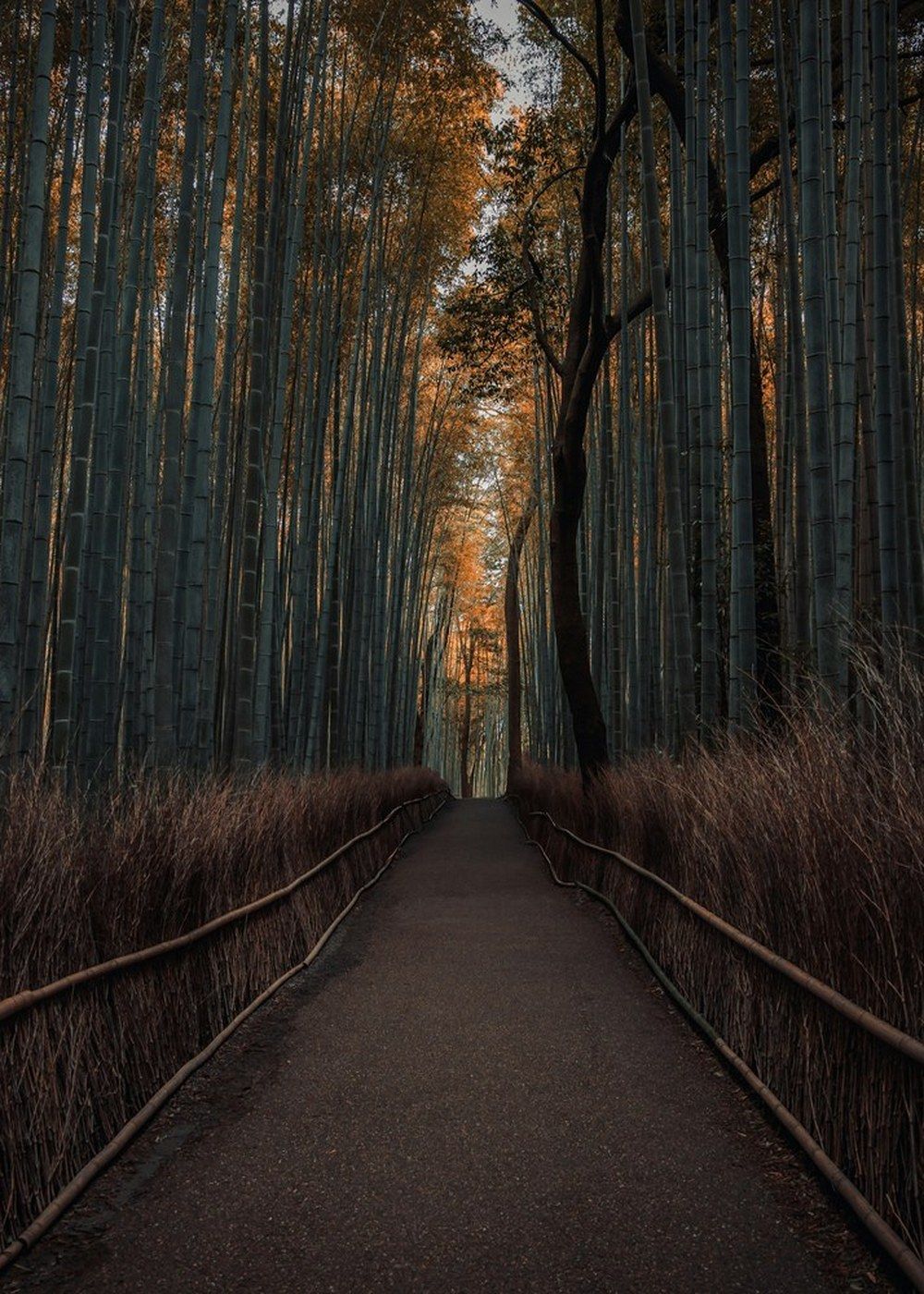 Light through an Arashiyama bamboo grove.